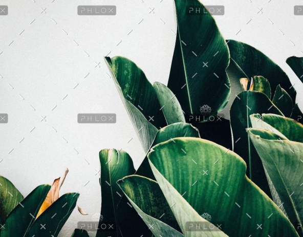 demo-attachment-385-kiki-siepel-787802-unsplash